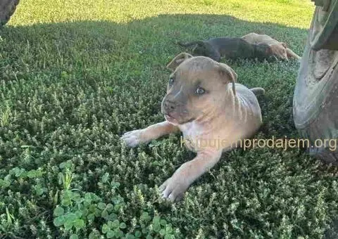 AMERIČKI PIT BUL štenci - 11/15