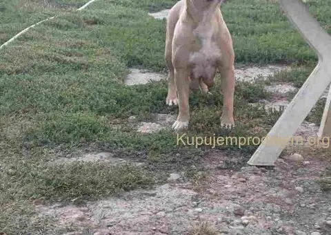 AMERIČKI PIT BUL štenci - 12/15