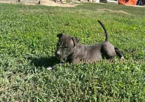 AMERIČKI PIT BUL štenci - 13/15