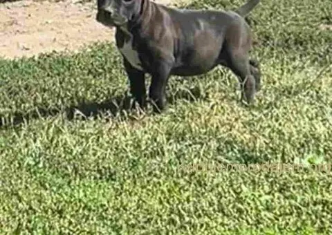 AMERIČKI PIT BUL štenci - 14/15