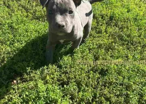 AMERIČKI PIT BUL štenci - 15/15