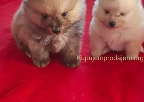 Pomeranski spic - 1/10