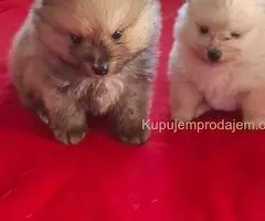 Pomeranski spic