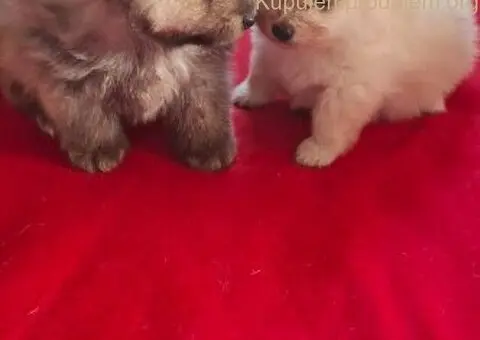 Pomeranski spic - 3/10