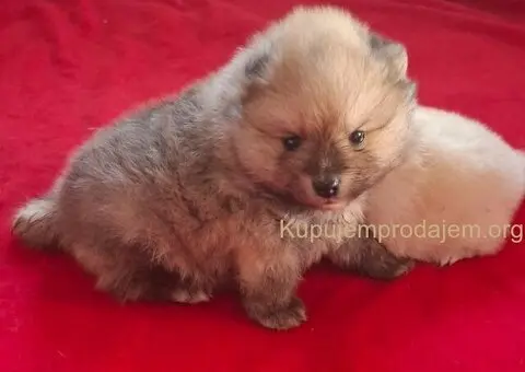 Pomeranski spic - 4/10