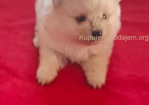 Pomeranski spic - 5/10