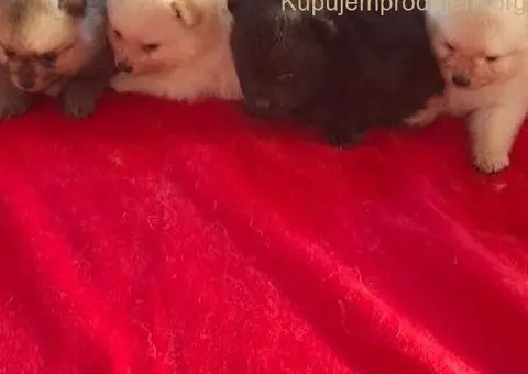 Pomeranski spic - 6/10