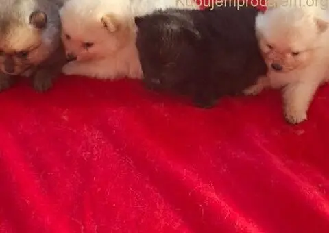 Pomeranski spic - 7/10