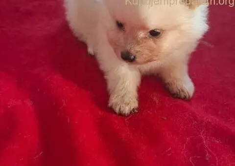 Pomeranski spic - 8/10