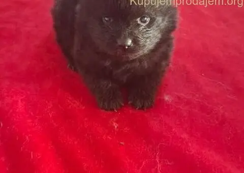 Pomeranski spic - 9/10