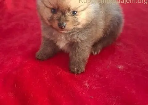 Pomeranski spic - 10/10