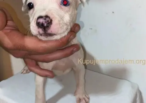 Pitbull Merle x Bluenose stenci - 1/10
