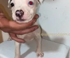 Pitbull Merle x Bluenose stenci
