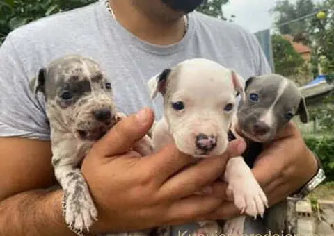 Pitbull Merle x Bluenose stenci - 2/10