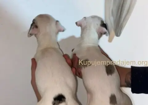 Pitbull Merle x Bluenose stenci - 3/10