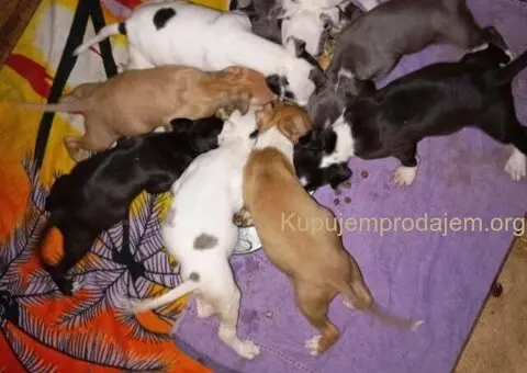 Pitbull Merle x Bluenose stenci - 4/10