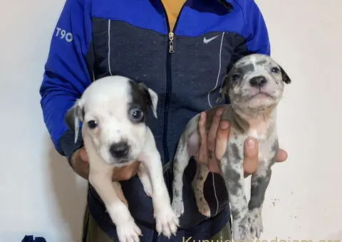 Pitbull Merle x Bluenose stenci - 5/10