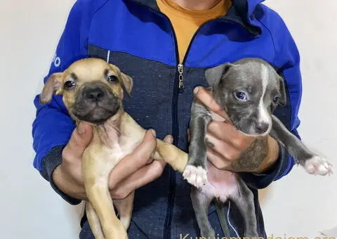 Pitbull Merle x Bluenose stenci - 6/10