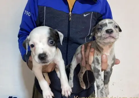 Pitbull Merle x Bluenose stenci - 7/10