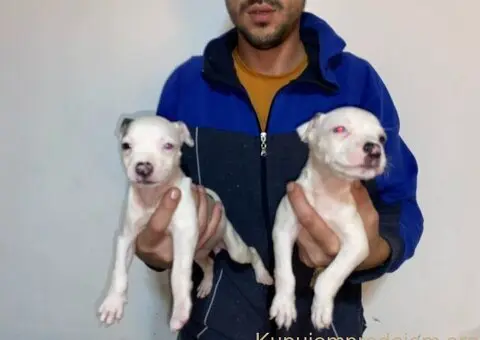 Pitbull Merle x Bluenose stenci - 8/10