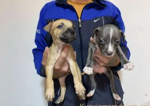 Pitbull Merle x Bluenose stenci - 9/10