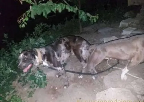 Pitbull Merle x Bluenose stenci - 10/10