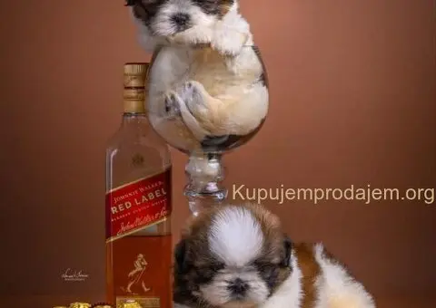 SHIH TZU štenci - 1/9
