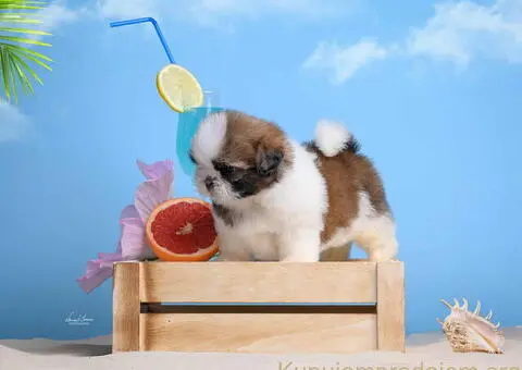 SHIH TZU štenci - 2/9