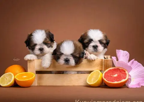 SHIH TZU štenci - 3/9