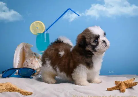 SHIH TZU štenci - 4/9