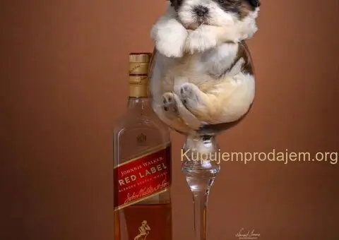 SHIH TZU štenci - 5/9