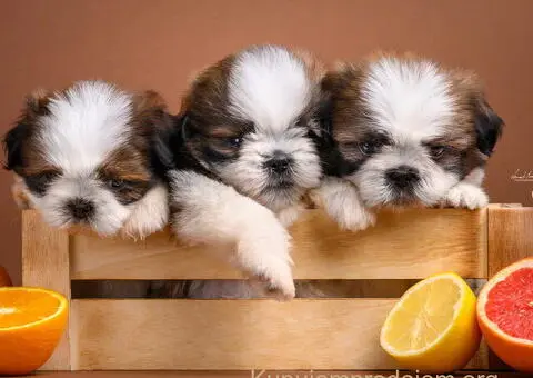 SHIH TZU štenci - 6/9
