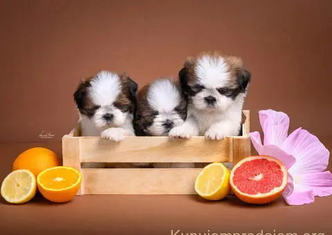 SHIH TZU štenci - 7/9