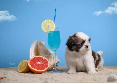 SHIH TZU štenci - 8/9