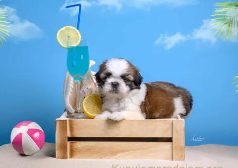 SHIH TZU štenci - 9/9