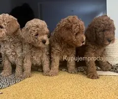 Mini Pudla prelepi stenci