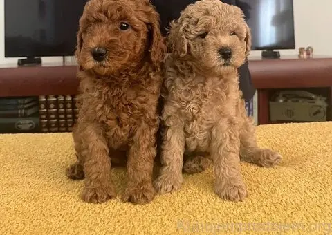 Mini Pudla prelepi stenci - 5/6