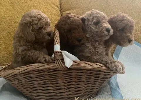 Mini Pudla prelepi stenci - 6/6