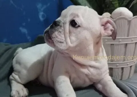 Zenkica engleskog buldoga - 1/5