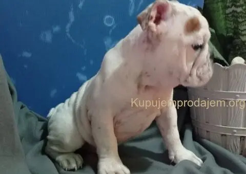 Zenkica engleskog buldoga - 2/5