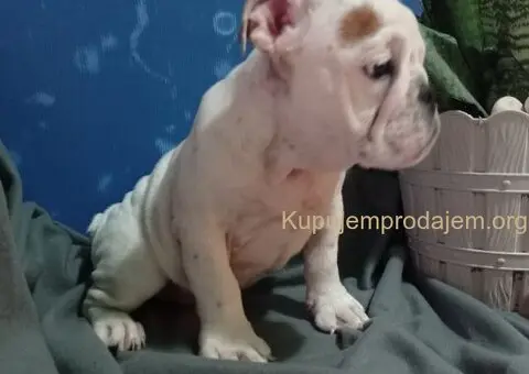 Zenkica engleskog buldoga - 3/5