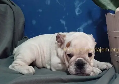 Zenkica engleskog buldoga - 5/5