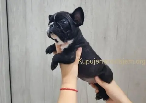 Na prodaju stenci francuskog bulldoga - 1/9