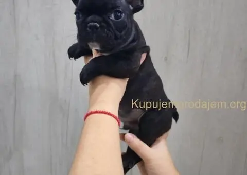 Na prodaju stenci francuskog bulldoga - 2/9