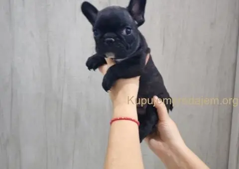 Na prodaju stenci francuskog bulldoga - 3/9