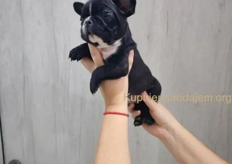 Na prodaju stenci francuskog bulldoga - 4/9