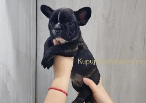 Na prodaju stenci francuskog bulldoga - 5/9