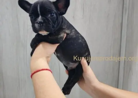 Na prodaju stenci francuskog bulldoga - 6/9