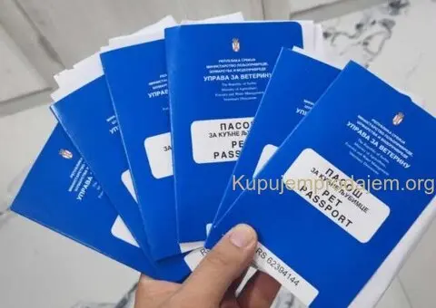 Na prodaju stenci francuskog bulldoga - 7/9