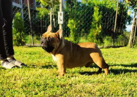 Na prodaju stenci francuskog bulldoga - 8/9